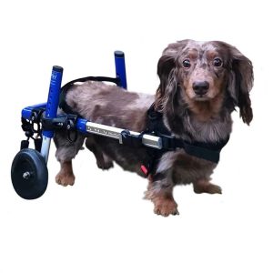 Dachshund Wheelchair for Small Dogs, 2-30+ lbs, Vet-Approved, Back Leg Support