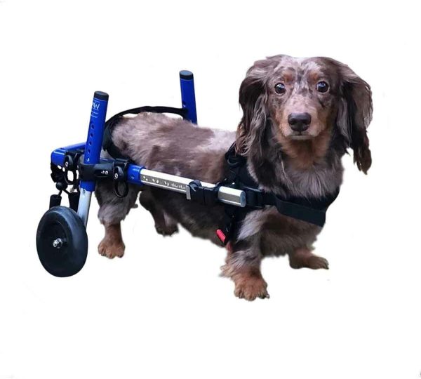 Dachshund Wheelchair for Small Dogs, 2-30+ lbs, Vet-Approved, Back Leg Support
